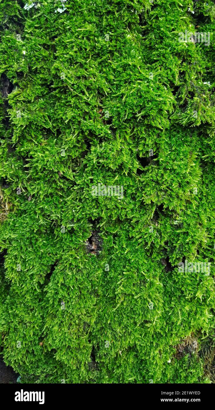 Cypress-leaved plaitmoss (Hypnum cupressiforme) on trunk of tree Stock Photo