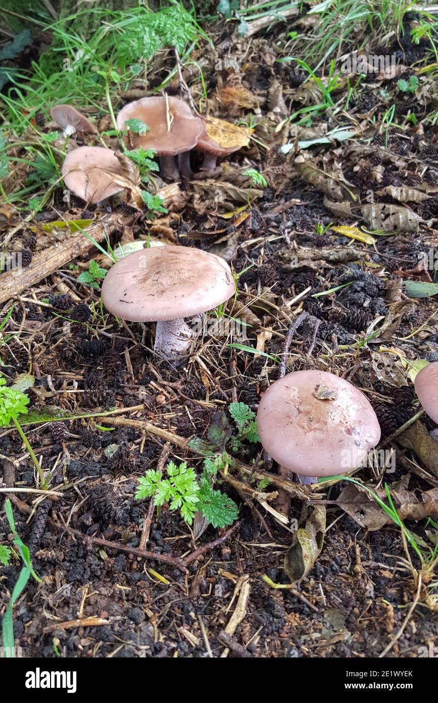 Mushrooms Wood blewit (Clitocybe nuda) Stock Photo