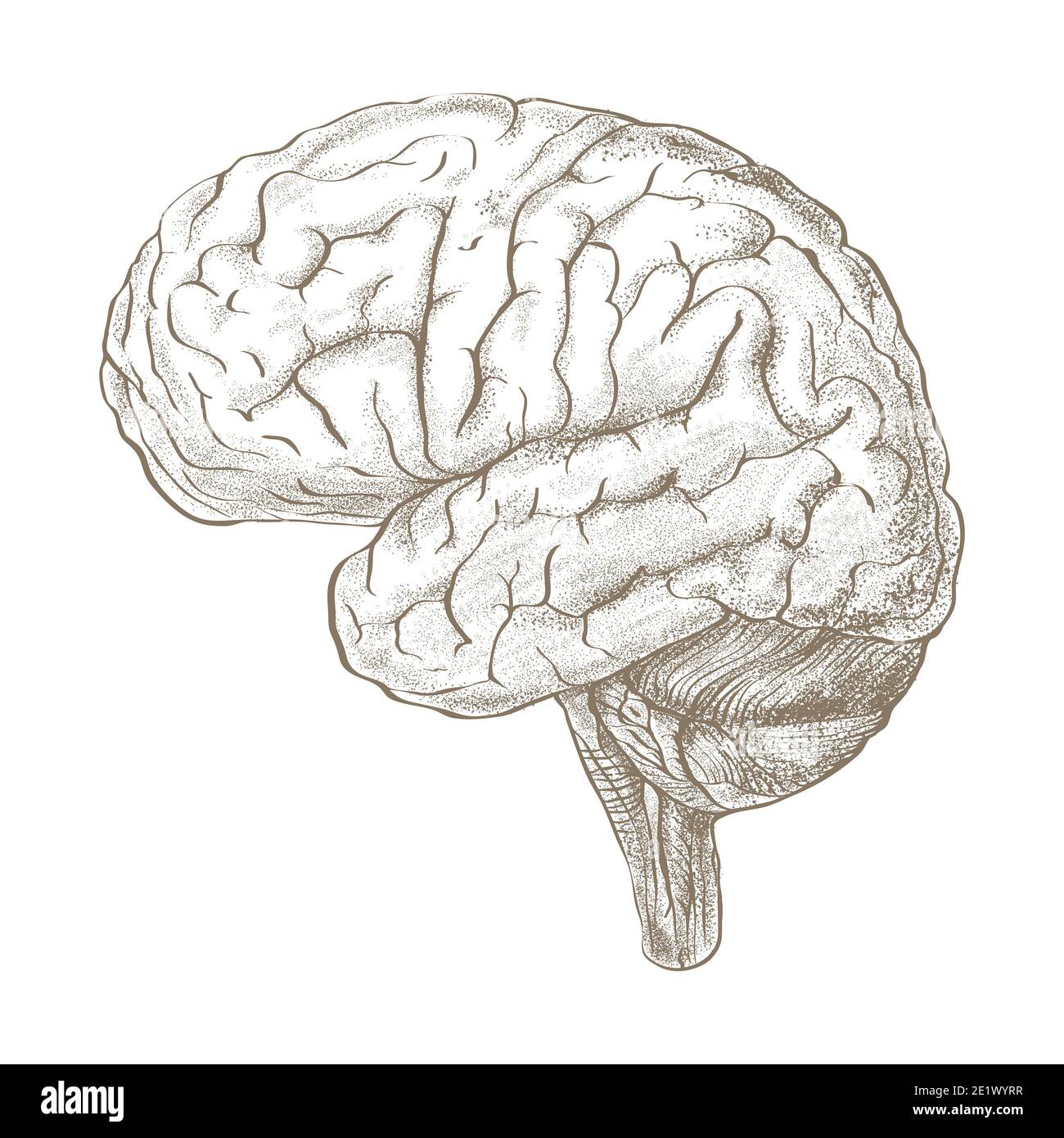 Мозг человека рисунок карандашом