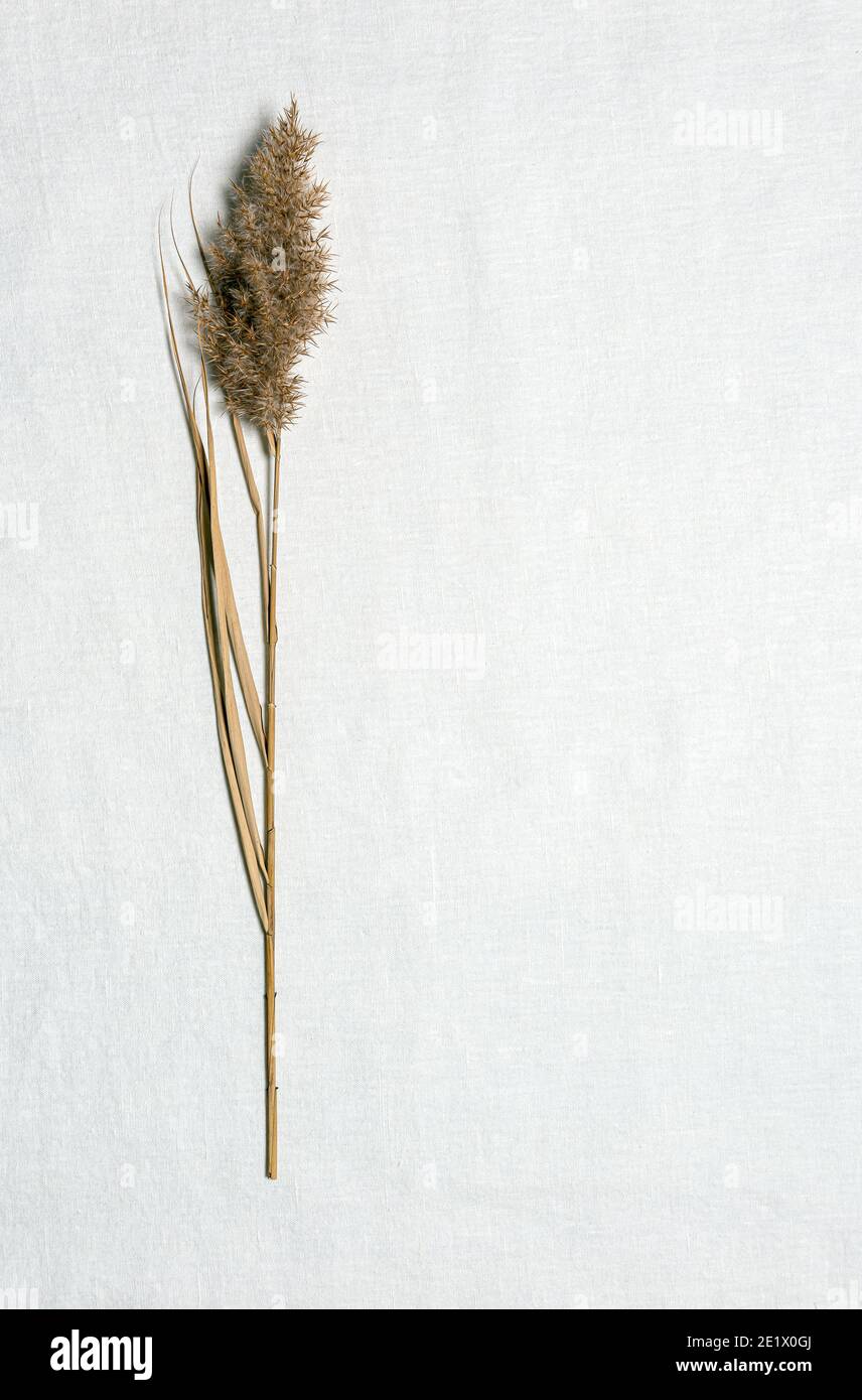 Single natural dried reed flower on textured white linen material. Tactile flat lay background with dried flower on side and large copy space. Organic Stock Photo