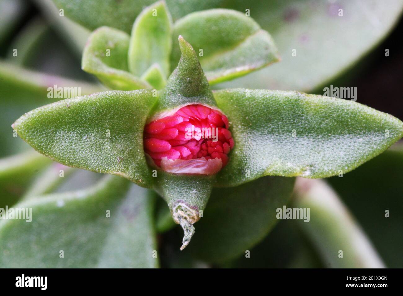 Mittagsblume aptenia cordifolia Stock Photo