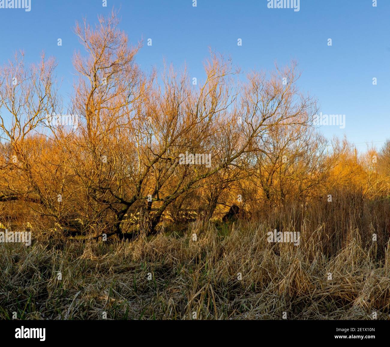 Shrubs and plants in Figgate Park, Edinburgh, UK Stock Photo Alamy