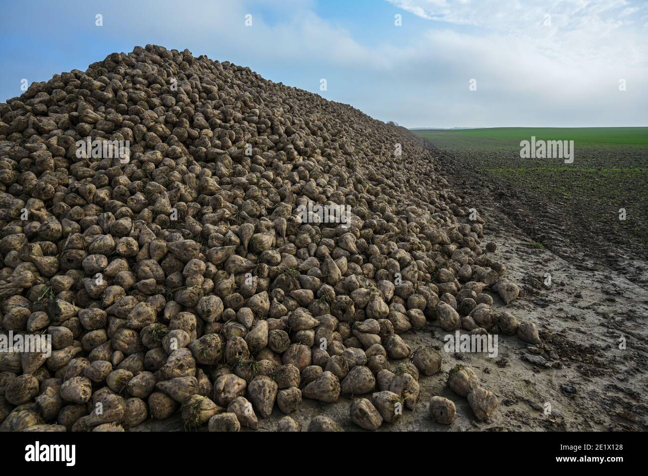 Pile of sugar beet on the field after harvest, industrial agriculture production in northern