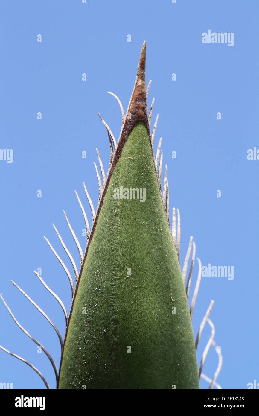 yucca faxoniana Stock Photo