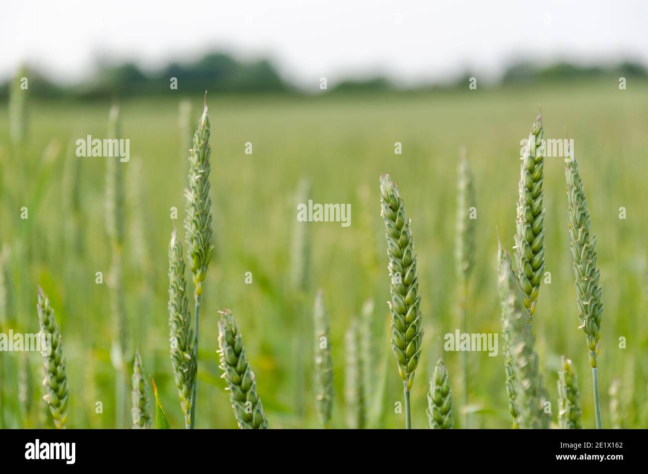 Close up image from  an unripe wheat field Stock Photo