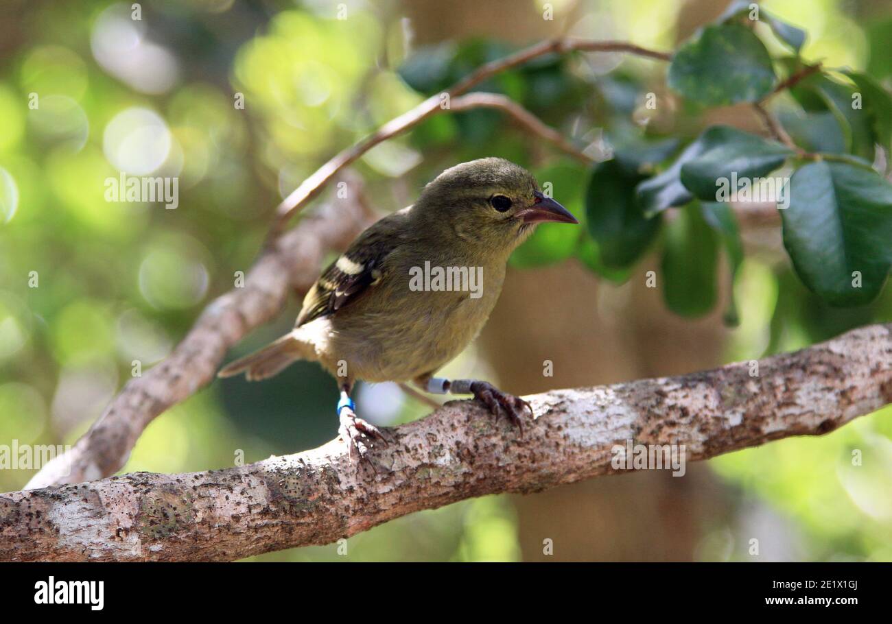 Bird life in Mauritius Stock Photo