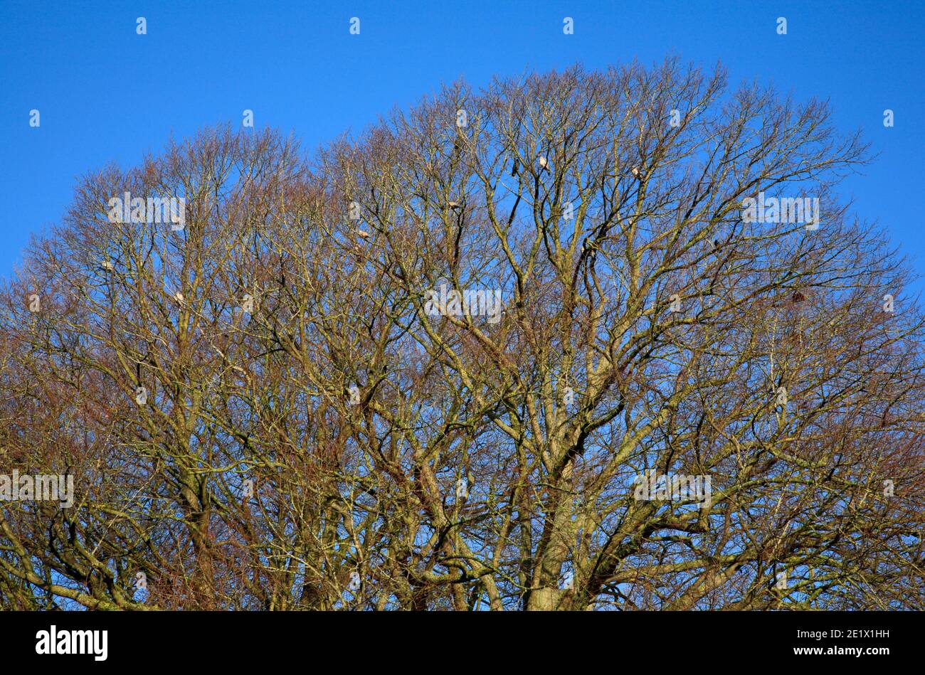 A view of Beech tree canopies in winter with resting Woodpigeons against a blue sky at Hellesdon, Norfolk, England, United Kingdom. Stock Photo