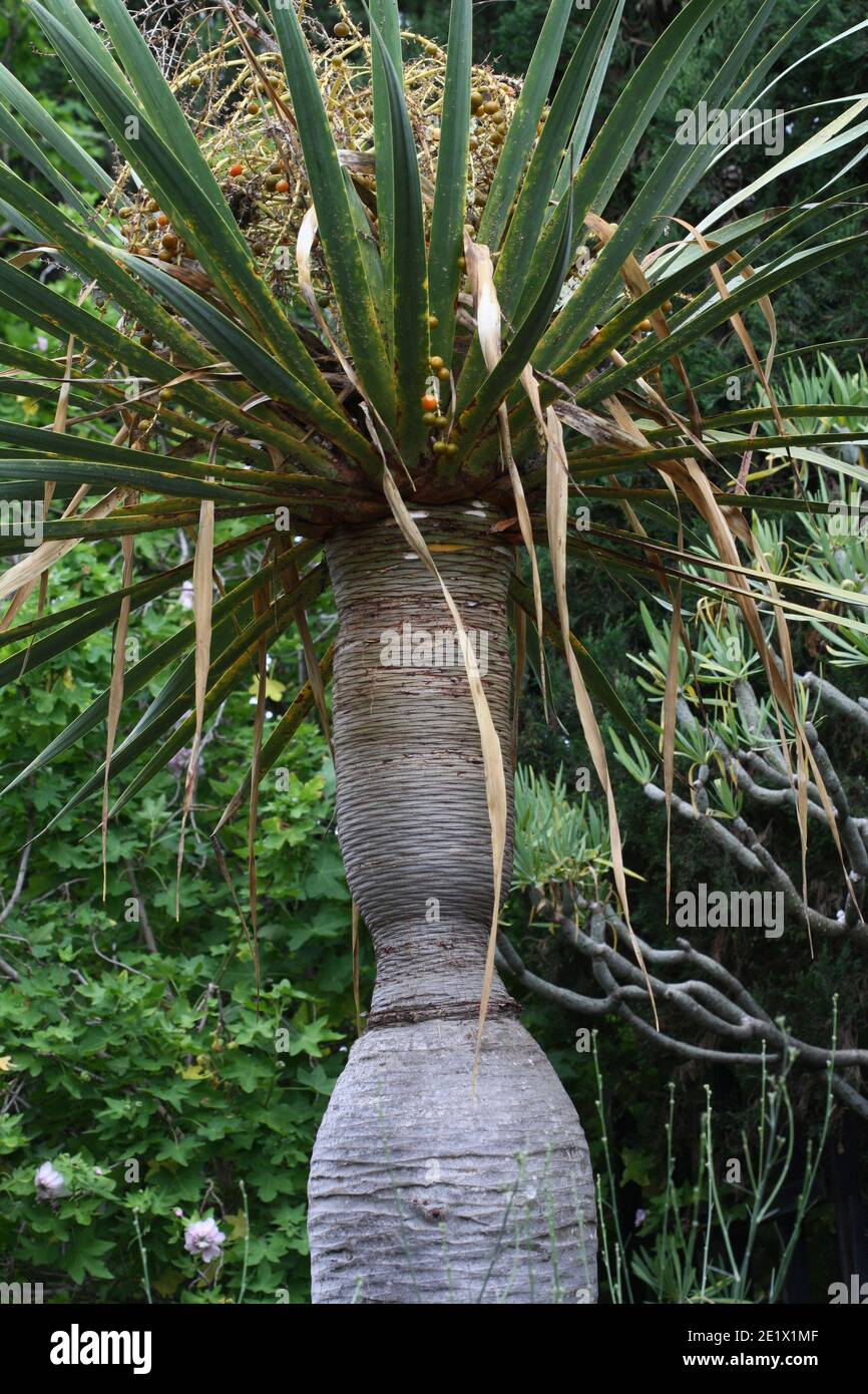 kanarischer Drachenbaum Stock Photo