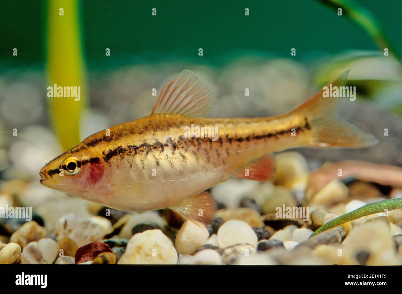 The cherry barb (Puntius titteya) is a tropical freshwater fish belonging to the family Cyprinidae. It is native to Sri Lanka, and introduced populati Stock Photo