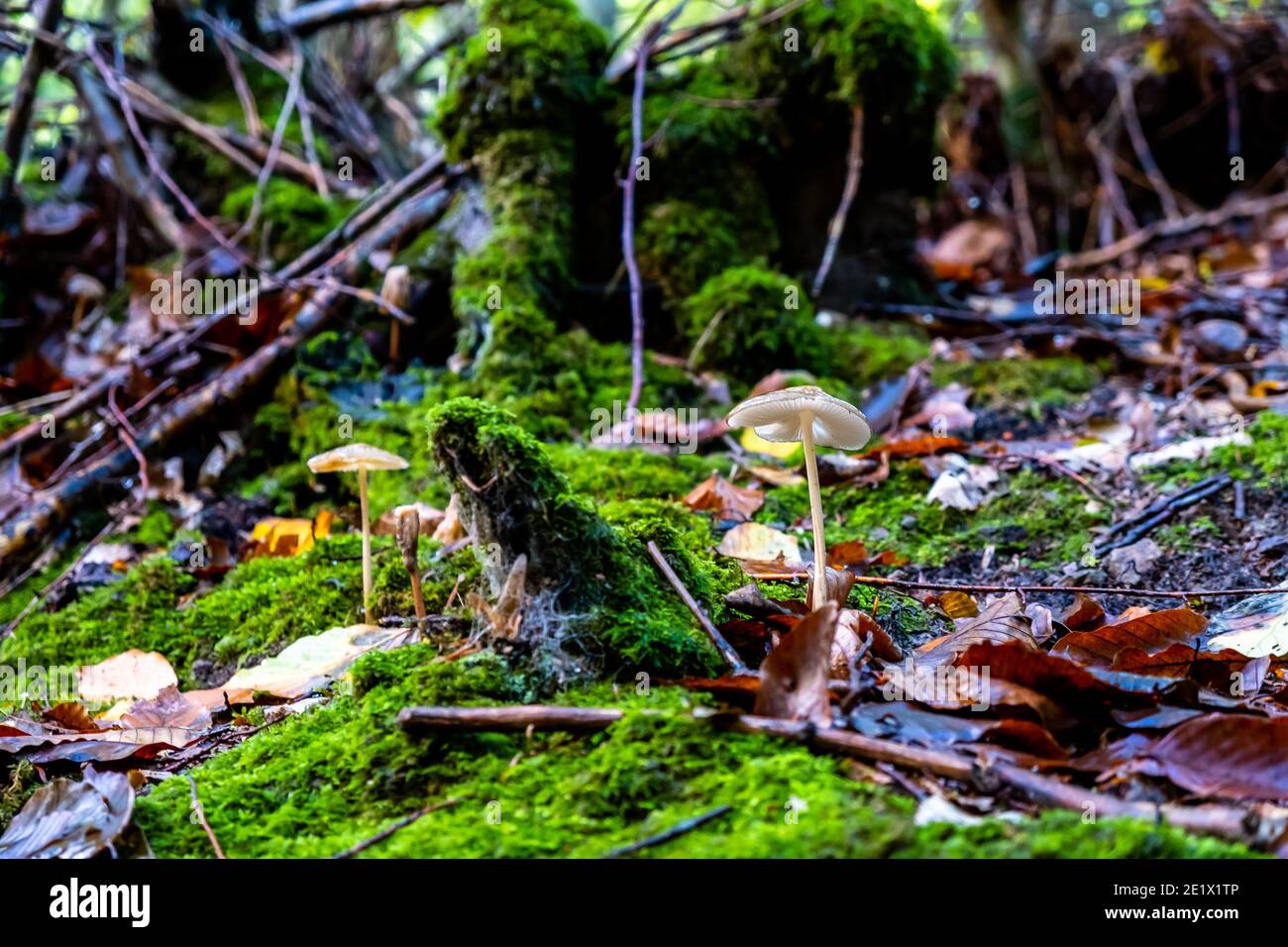 Fungus after rain hires stock photography and images Alamy