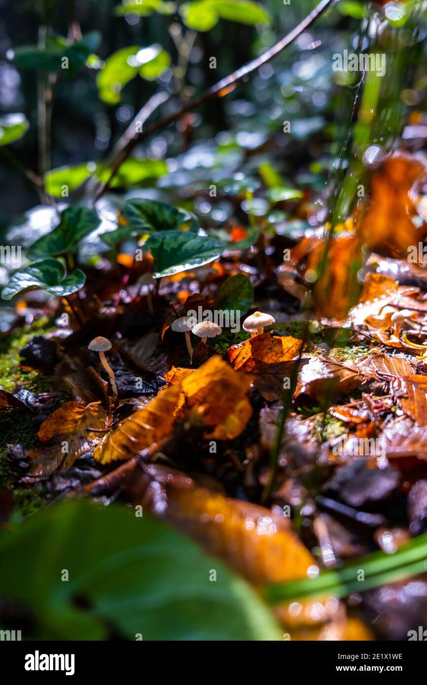 Small white mushrooms growing after rain Stock Photo Alamy