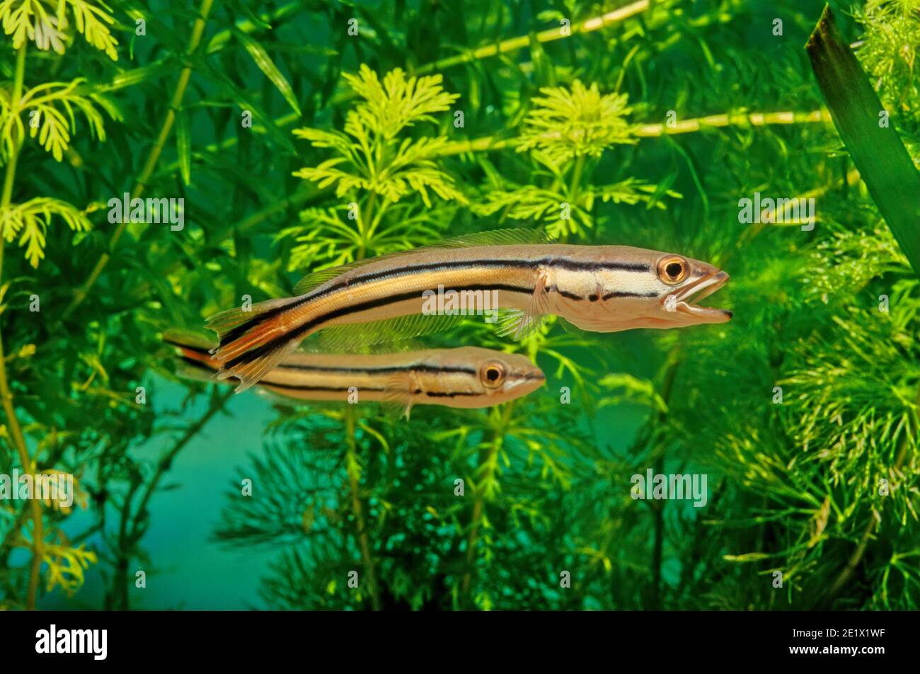 Channa micropeltes, giant snakehead, giant mudfish or Indonesian snakehead, is among the largest species in the family Channidae, capable of growing t Stock Photo