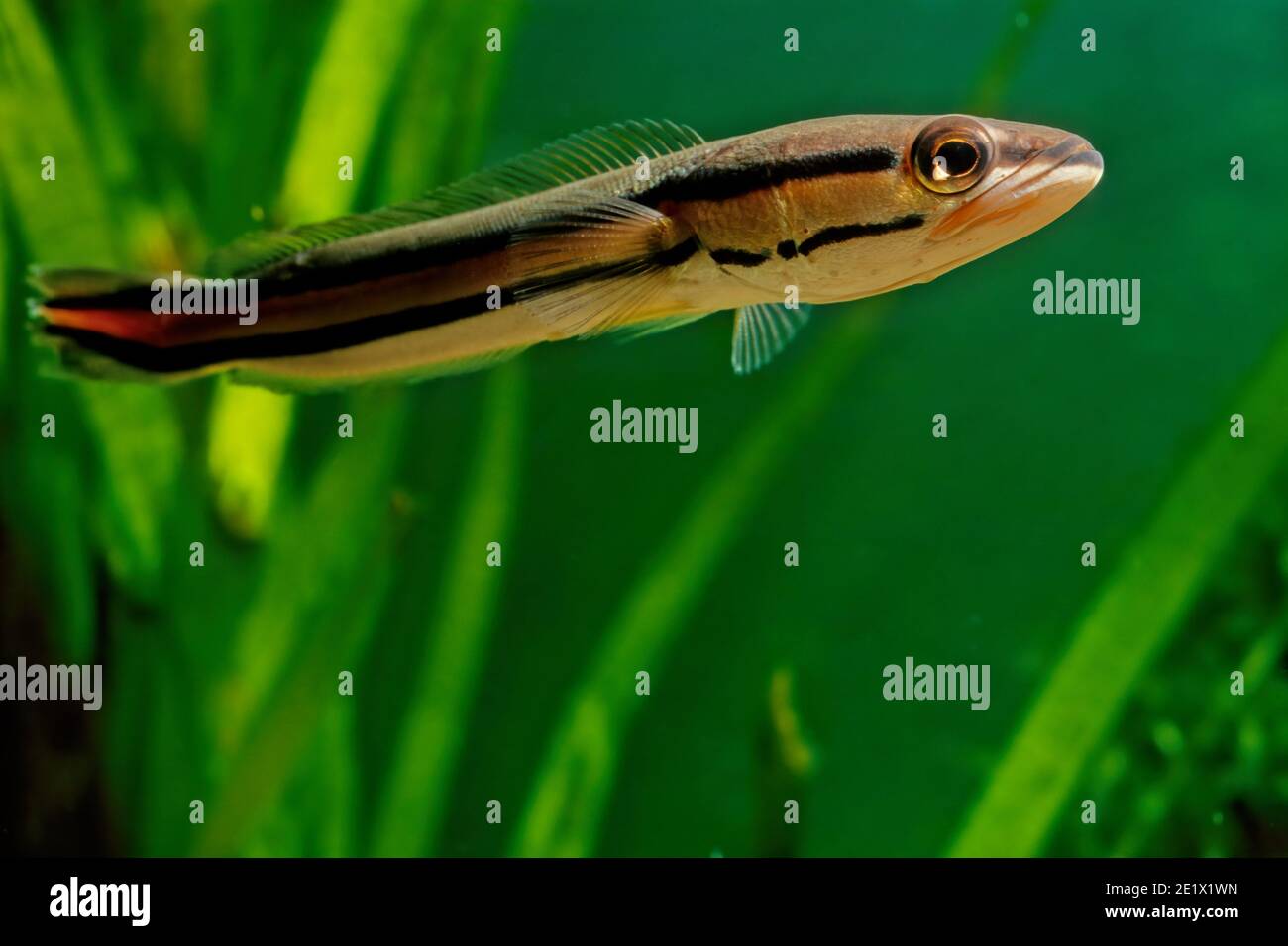 Channa micropeltes, giant snakehead, giant mudfish or Indonesian snakehead, is among the largest species in the family Channidae, capable of growing t Stock Photo