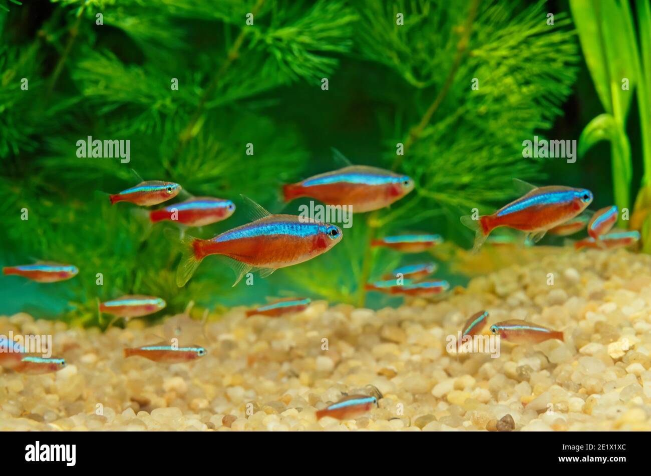 The cardinal tetra (Paracheirodon axelrodi) is a freshwater fish of the characin family (family Characidae) of order Characiformes. It is native to th Stock Photo