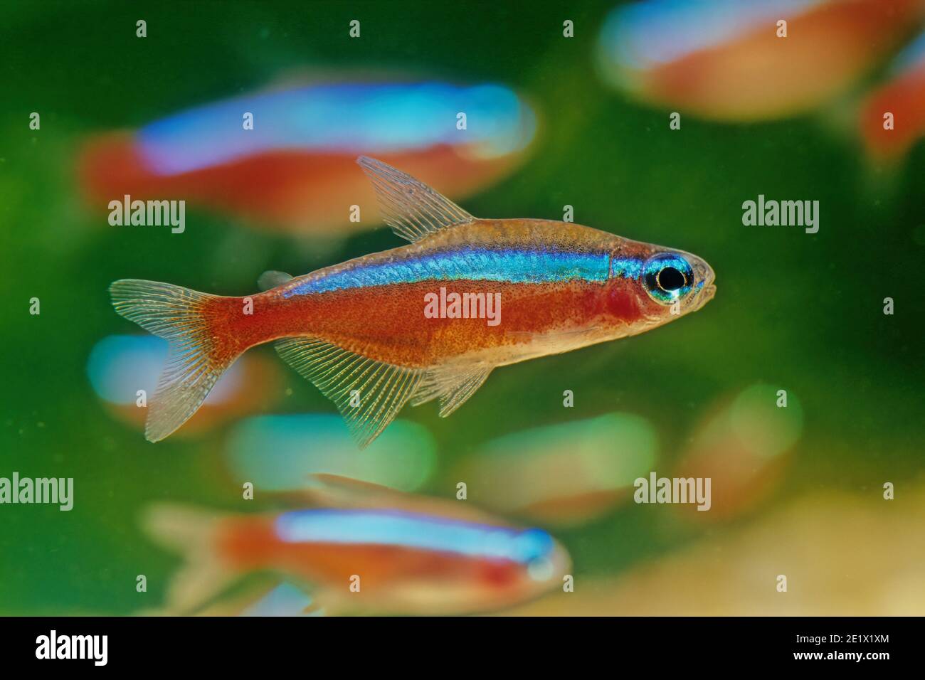 The cardinal tetra (Paracheirodon axelrodi) is a freshwater fish of the characin family (family Characidae) of order Characiformes. It is native to th Stock Photo