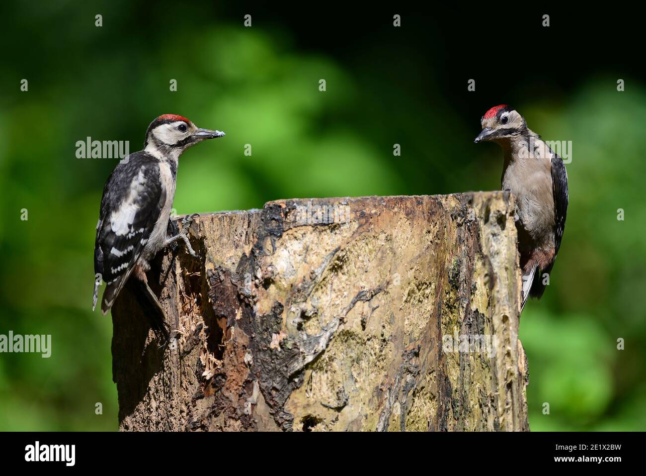 great spotted woodpecker Stock Photo