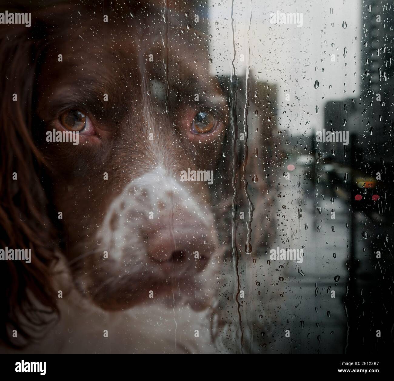 How Do You Walk Your Dog When Its Raining