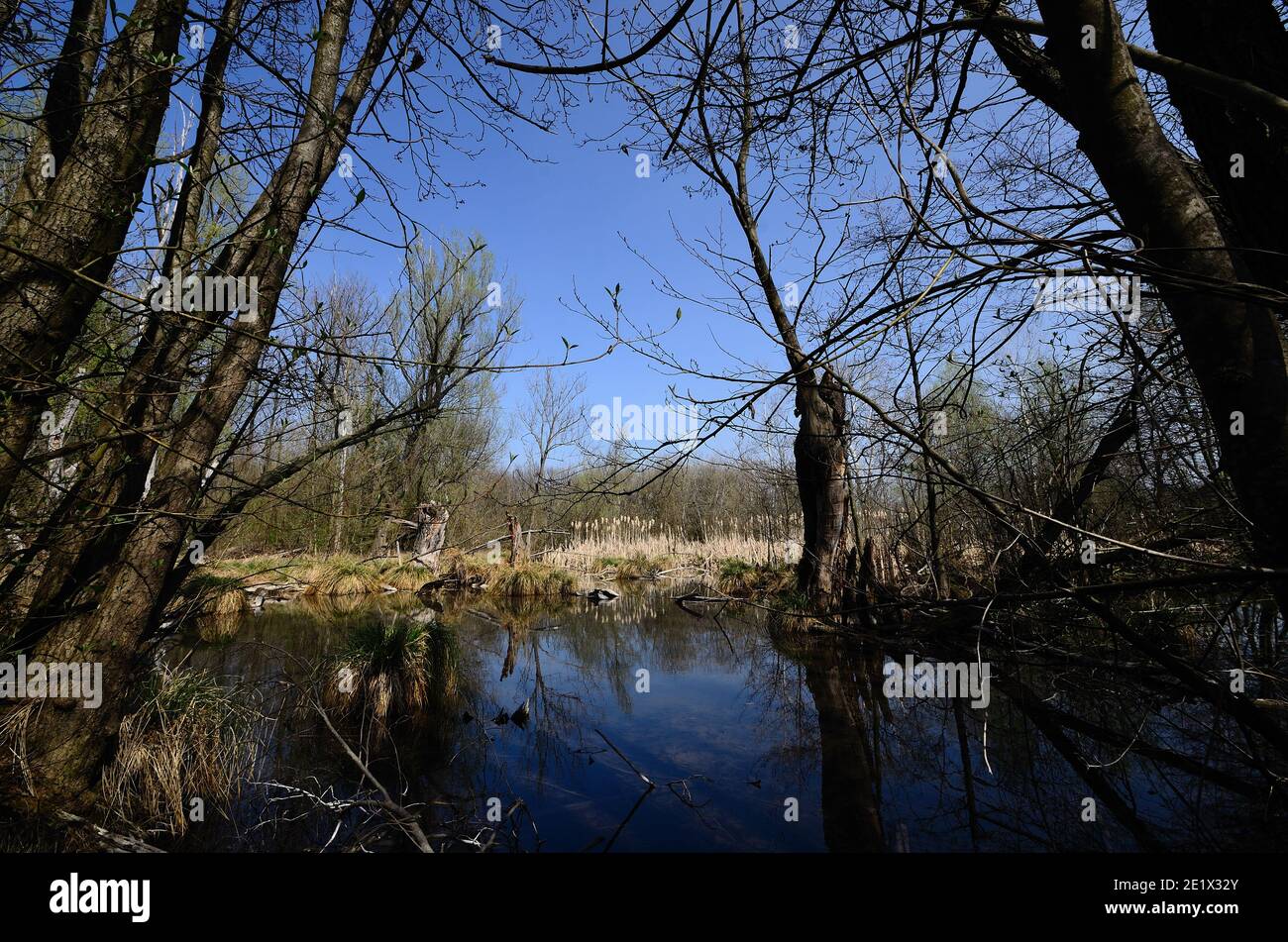 Bark marsh hi-res stock photography and images - Alamy