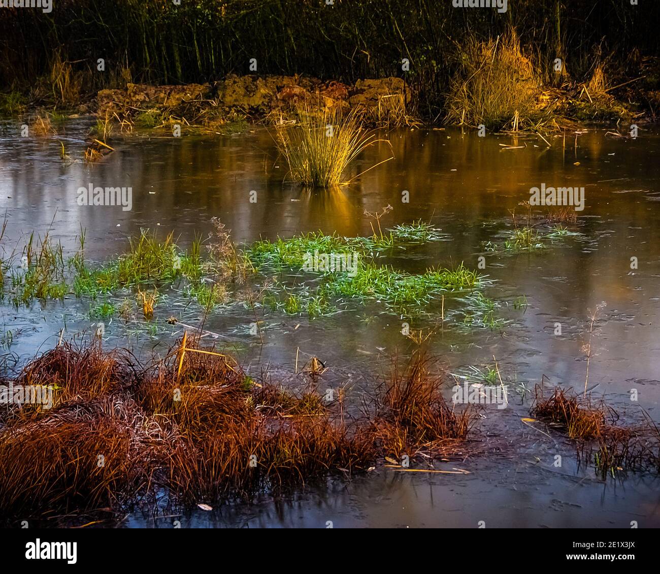 Kintbury newt ponds hires stock photography and images Alamy