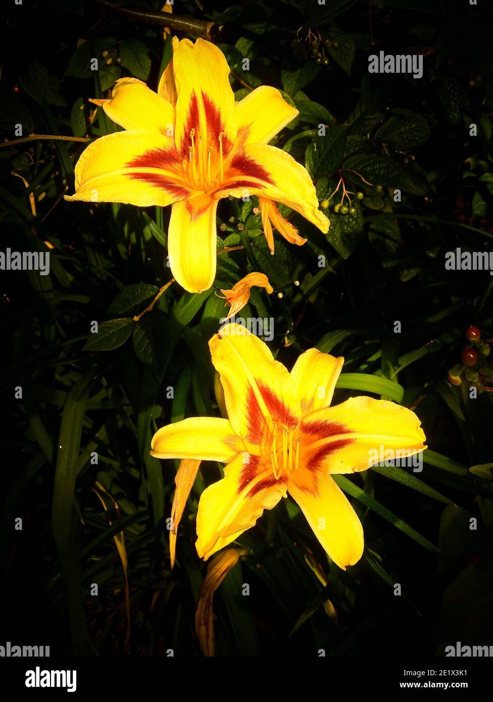 Yellow lilies (Lilium) with bright red centres are strikingly attractive when in flower. Stock Photo