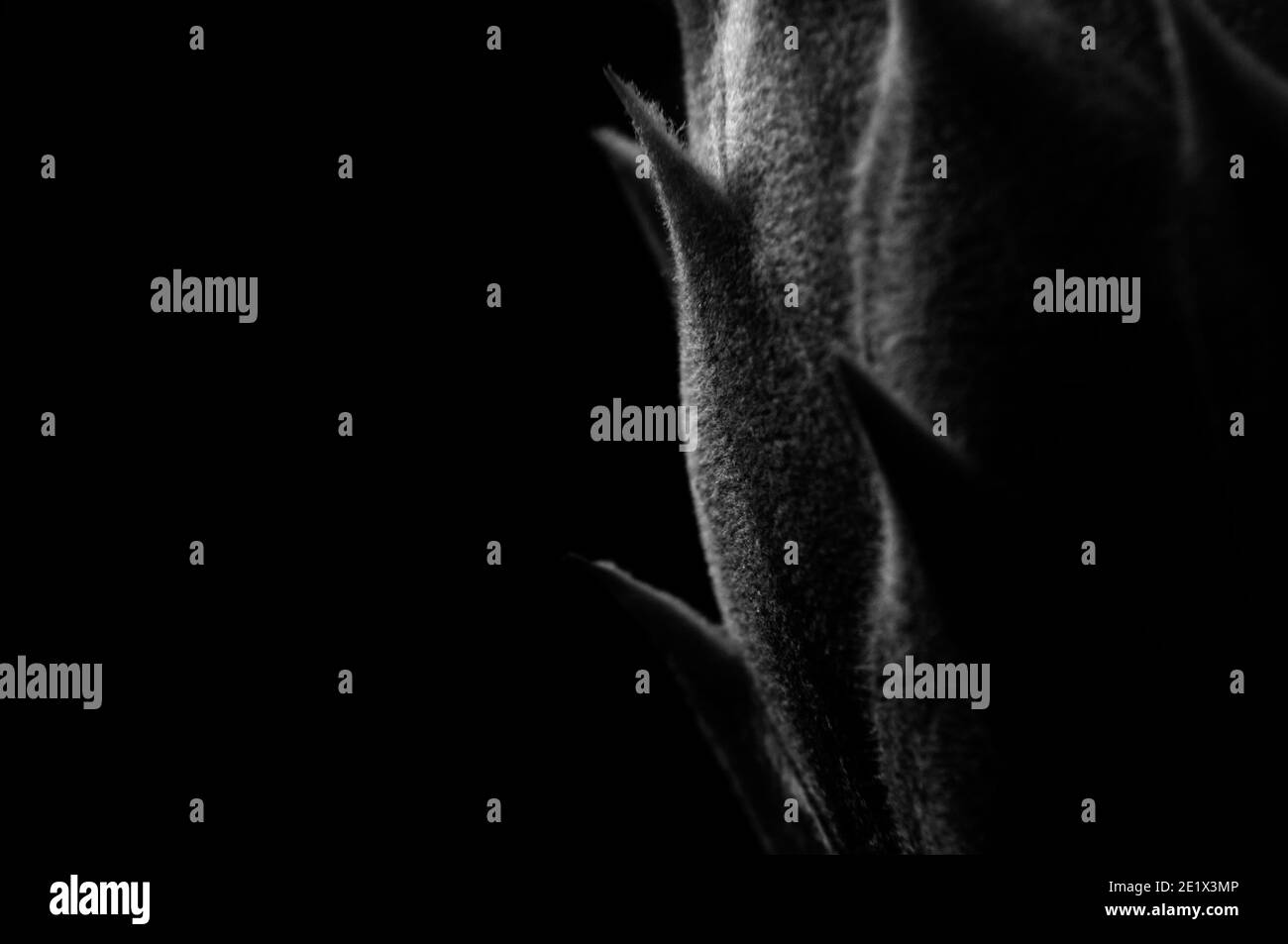 Plants in natural light Stock Photo Alamy