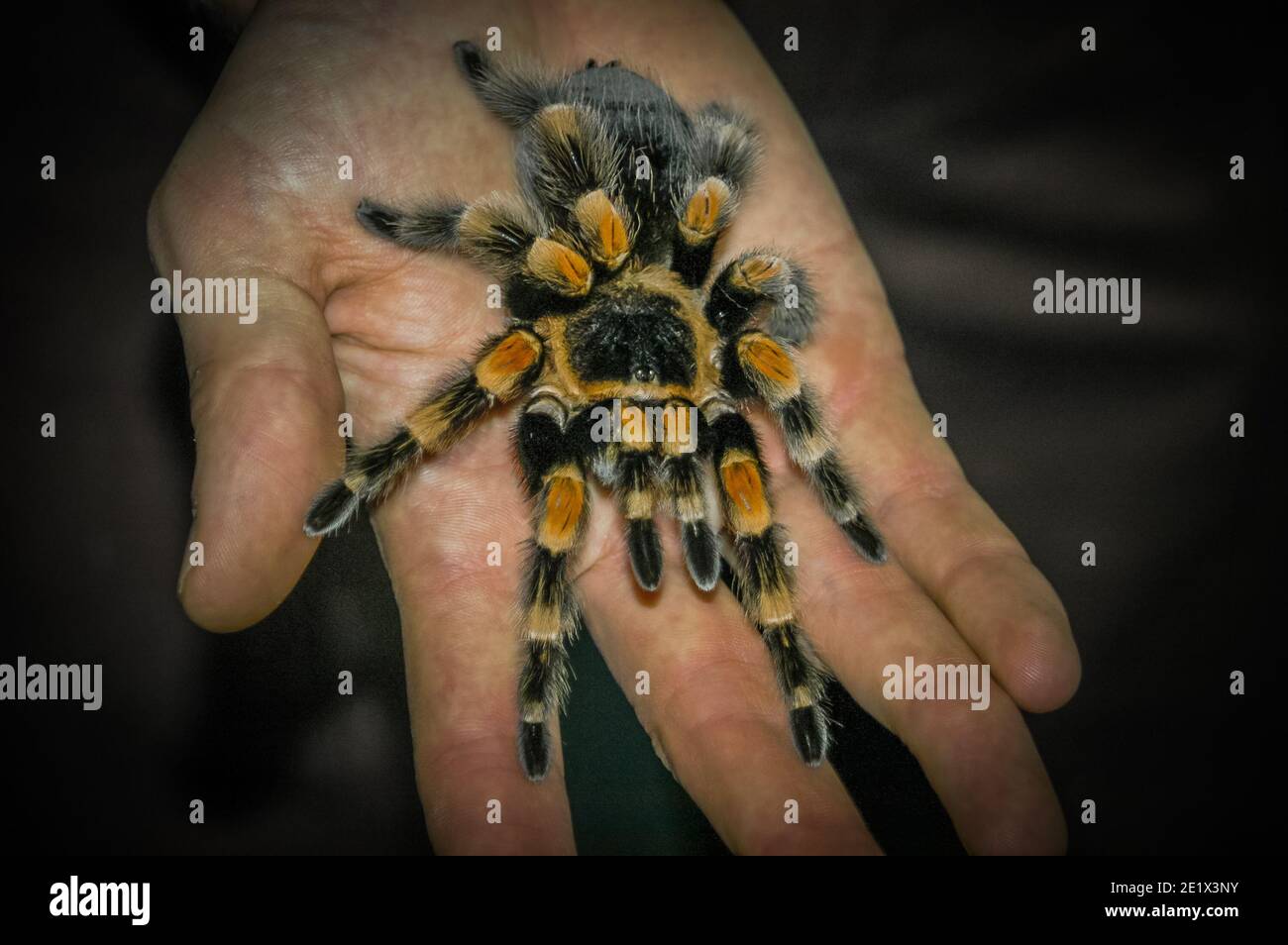 Tarantulas comprise a group of often hairy and very large arachnids belonging to the Theraphosidae family of spiders, of which approximately 900 speci Stock Photo