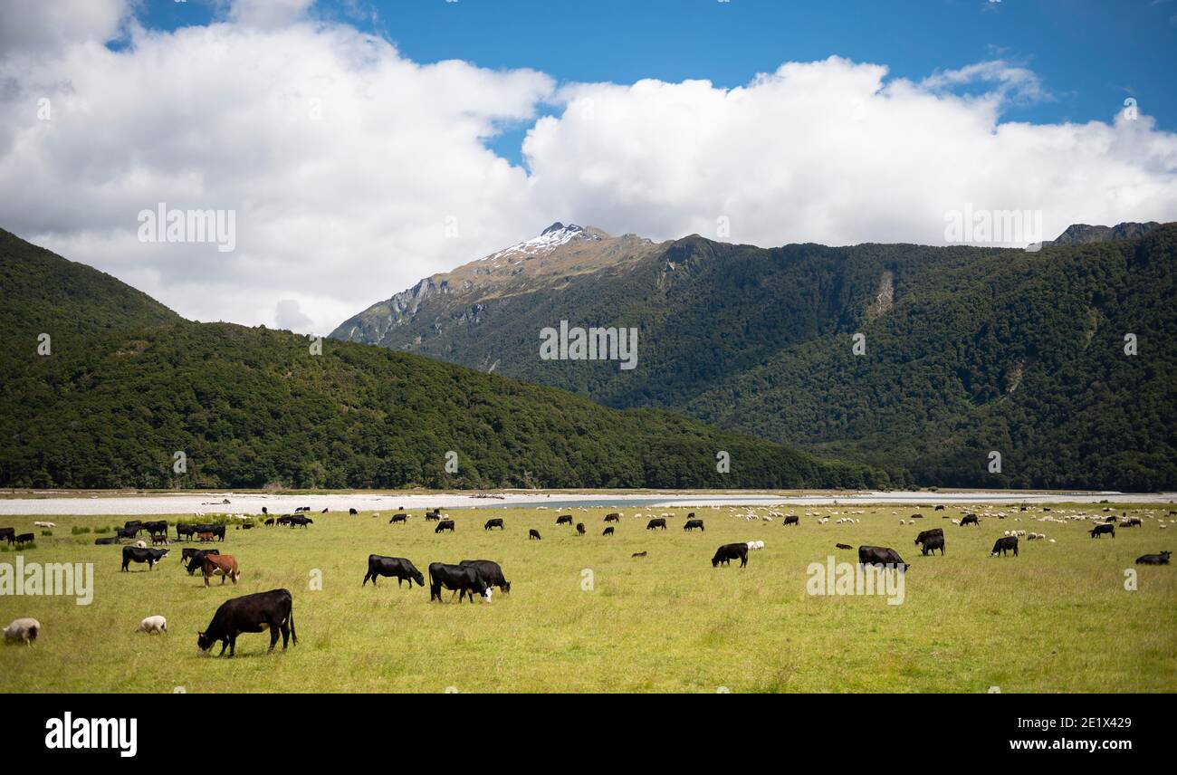Pasture with cows and sheep in front of mountains, valley with river Haast River, Haast Pass, West Coast, South Island, New Zealand Stock Photo