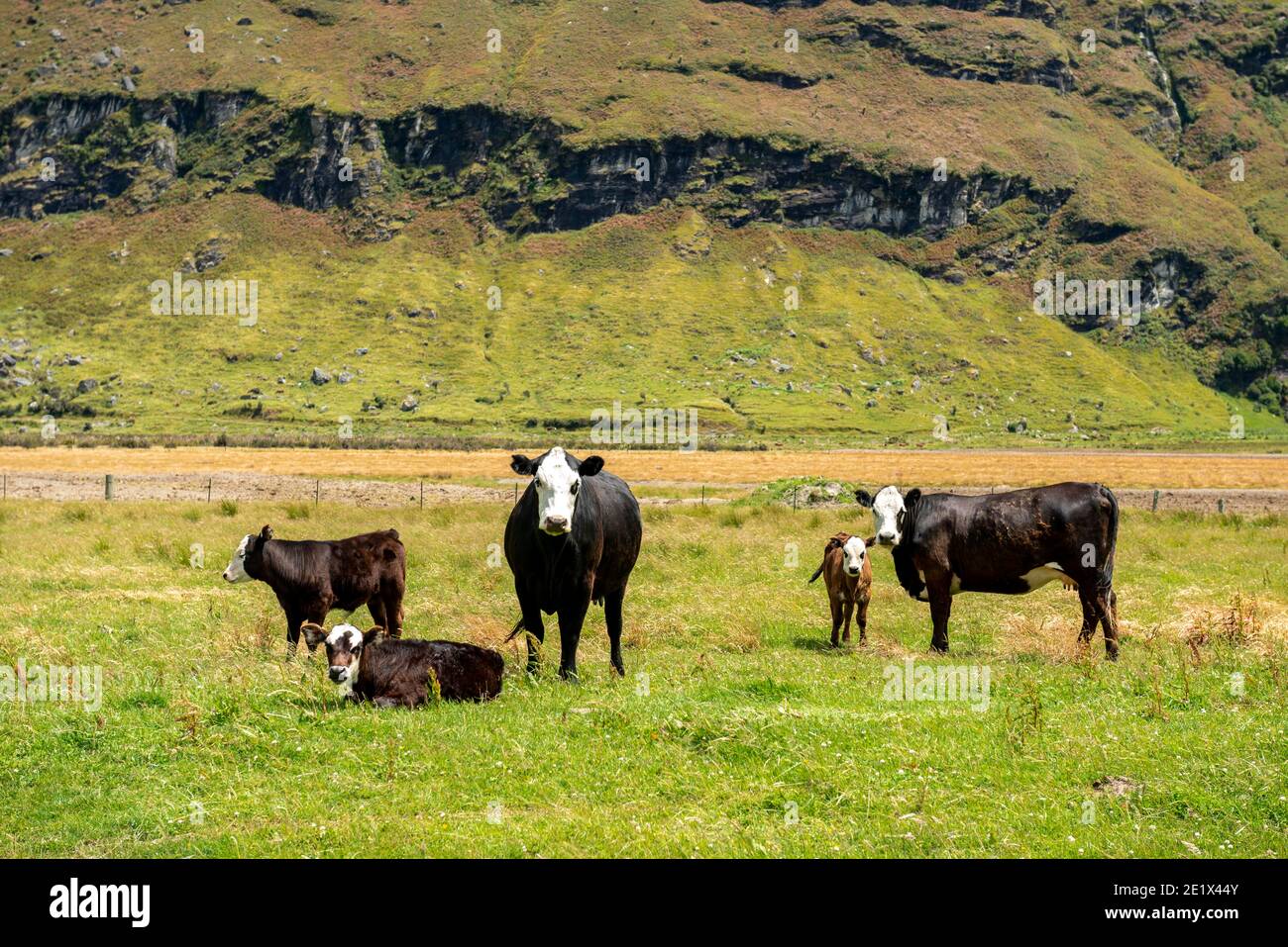 Cows in a pasture, Wanaka, Otago, South Island, New Zealand Stock Photo