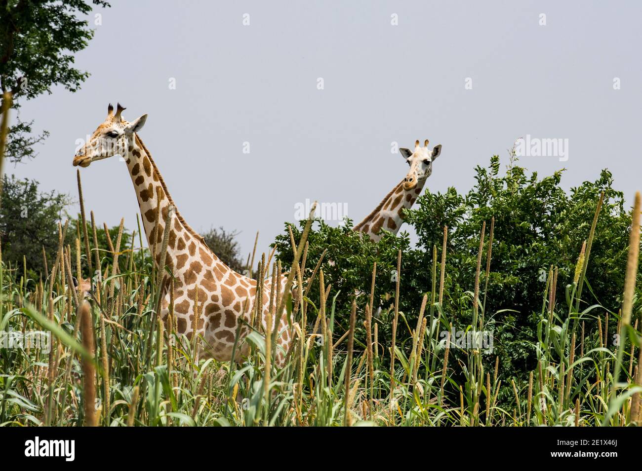 West African giraffes (Giraffa camelopardalis peralta) in high grass, Koure Giraffe Reserve, Niger Stock Photo