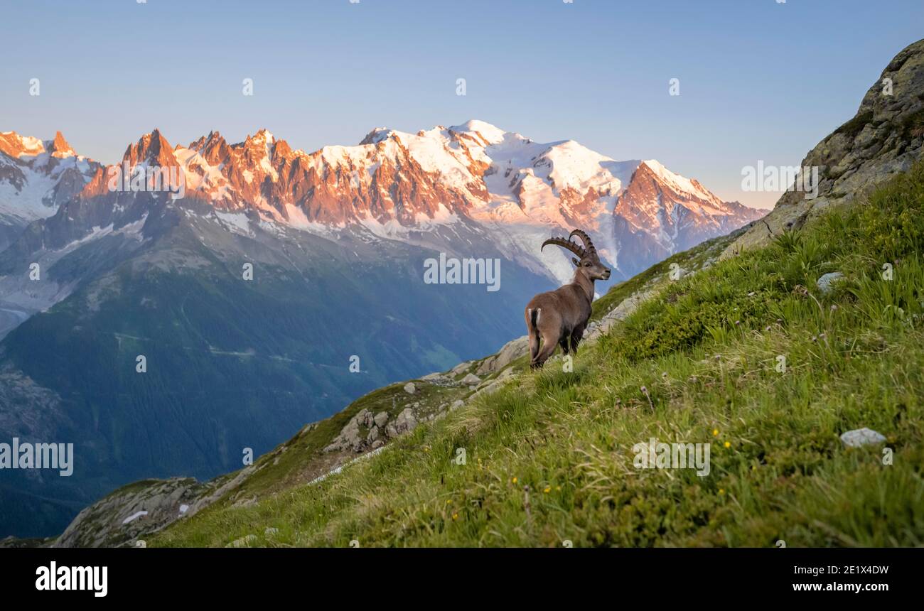 Alpine Ibex (Capra ibex) on the mountainside, in the back mountain range Grandes Jorasses and Mont Blanc in the evening light, Mont Blanc massif Stock Photo