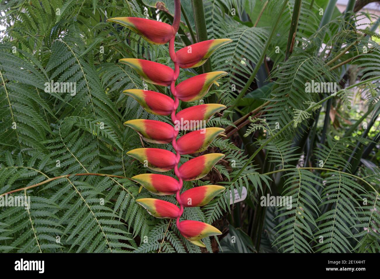 Hanging Lobster-claw (Heliconia rostrata), flower Stock Photo