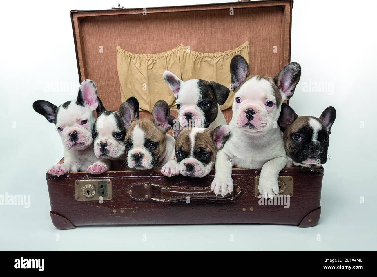 French bulldogs, bulldog puppies, 7 weeks, in leather case, siblings ...