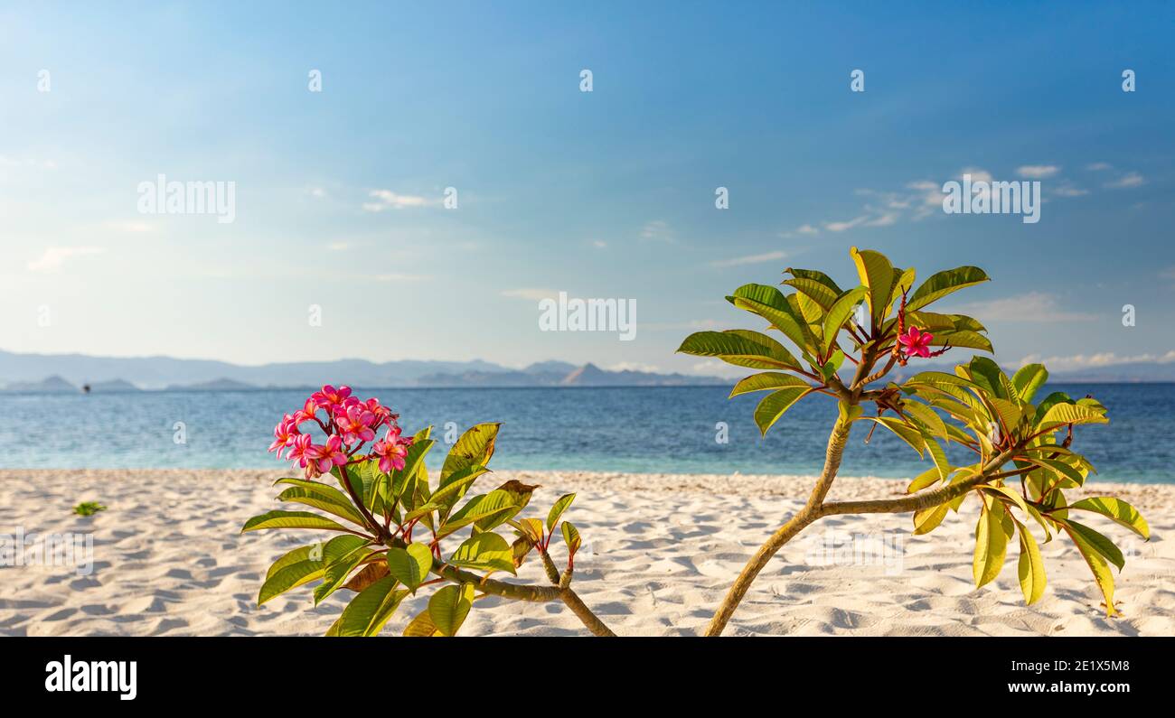 pink flowering tropical bush on a  sandy beach in Komodo Nation Park with a mountain range from the mainland in the background at sunrise Stock Photo