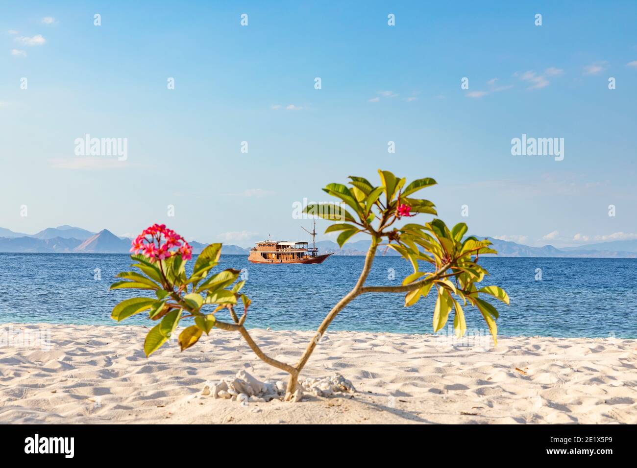 pink flowering tropical bush on a  sandy beach in Komodo Nation Park with a mountain range from the mainland in the background at sunrise Stock Photo