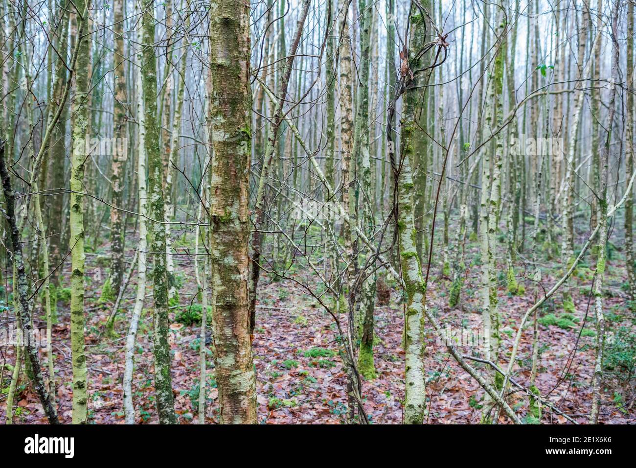 Dense woodland of young silver birch trees Stock Photo