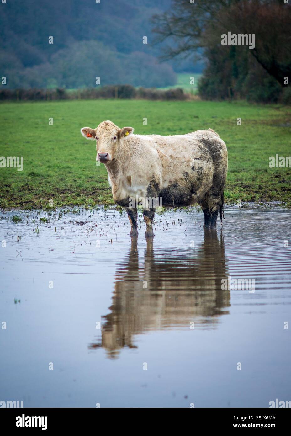 Cow standing in muddy water in winter Stock Photo