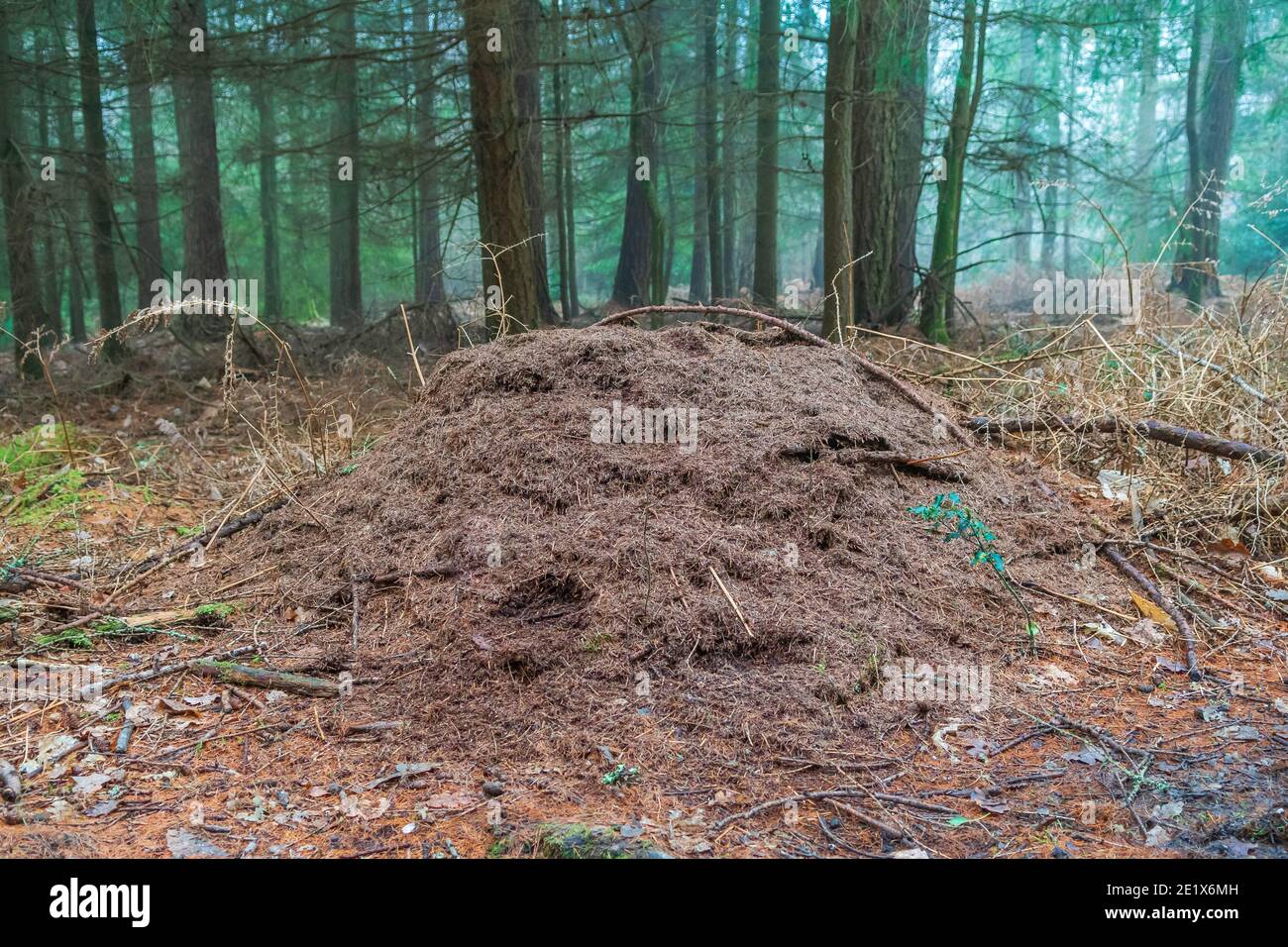 Wood ant nest in a forest Stock Photo