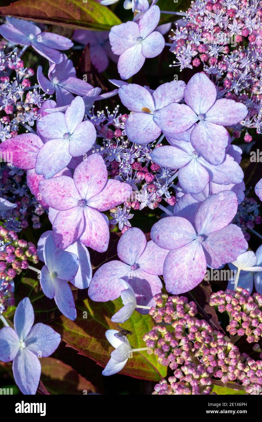 Hydrangea serrata 'Tiara' a pink summer lacecap flowering shrub plant ...