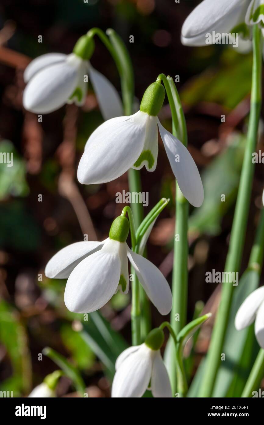 Snowdrop galanthus 'S Arnott' an early winter spring flowering  bulbous plant with a white springtime flower which opens in January and February, stoc Stock Photo