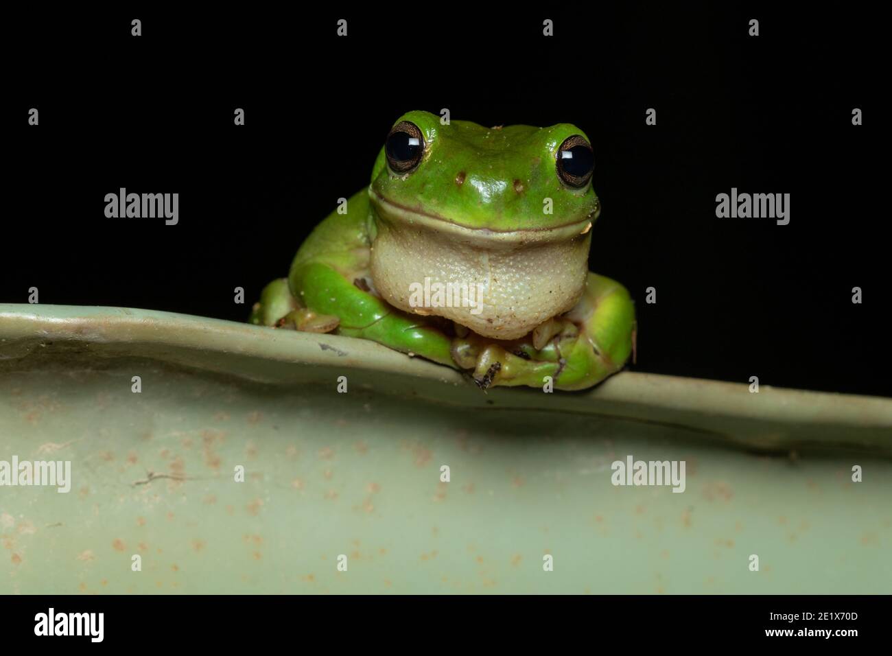 Green tree frog (Litoria caerulea) sitting on water tank and smiling at Hasties Swamp, Atherton, Queensland, Australia. Stock Photo