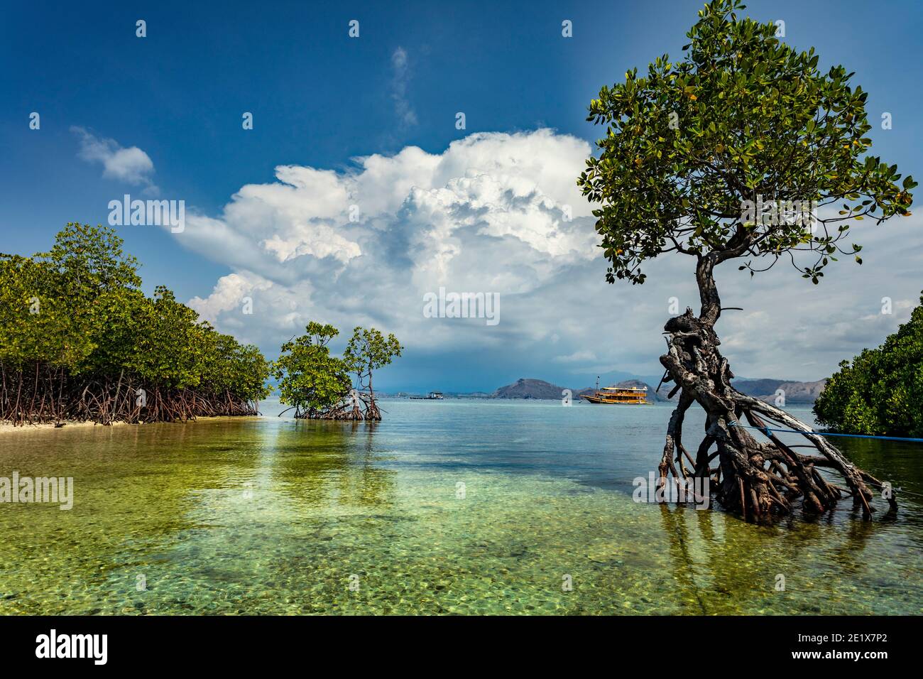 lush green Mangroves in Komodo National Marine Park, Flores with a expedition boat in the background Stock Photo