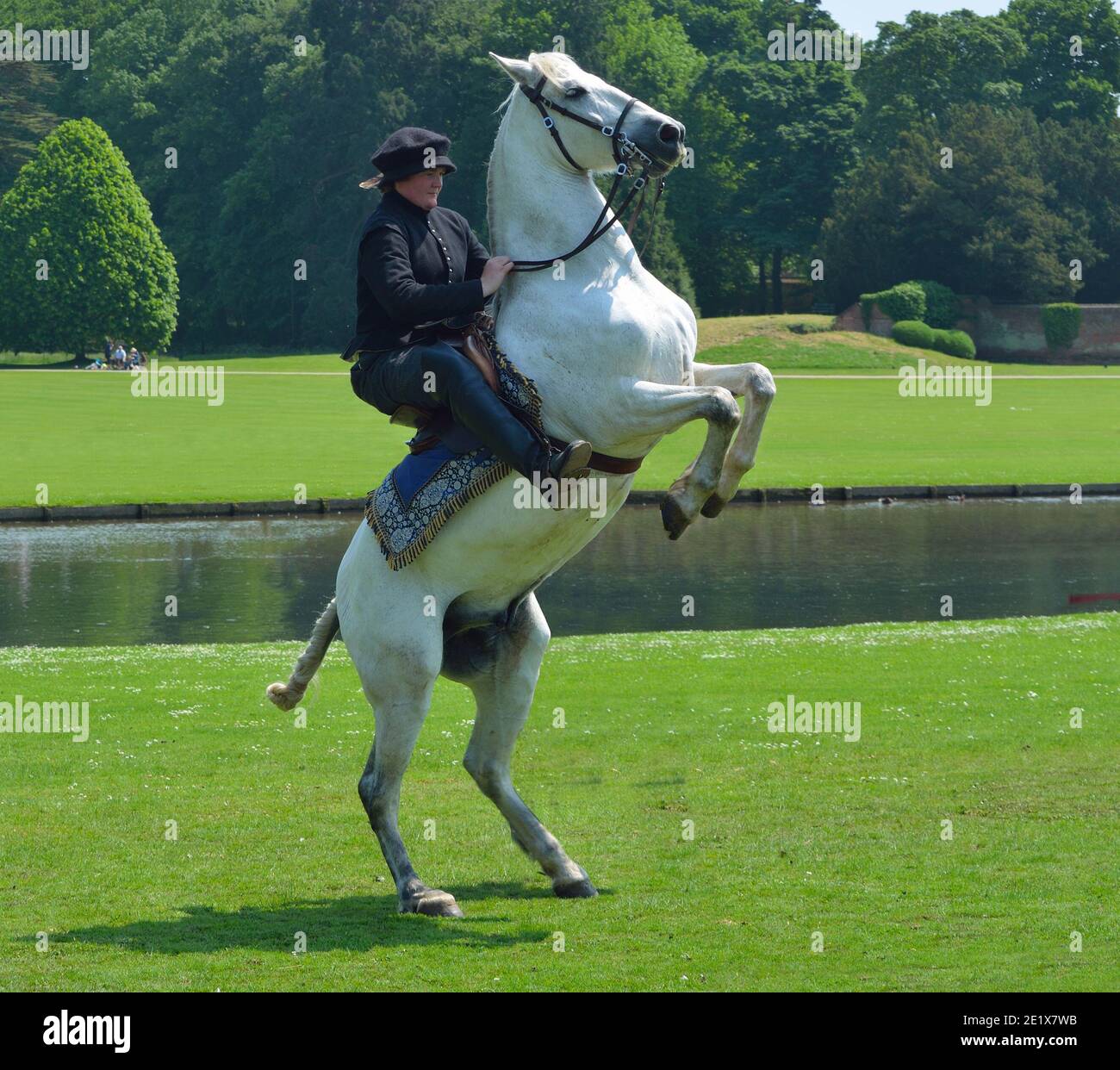 White horse rearing up with rider in Elizabethan costume. Stock Photo
