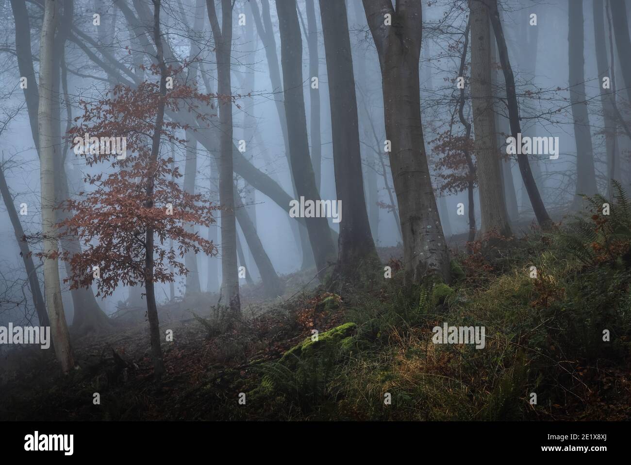 Copper beech trees hi-res stock photography and images - Alamy