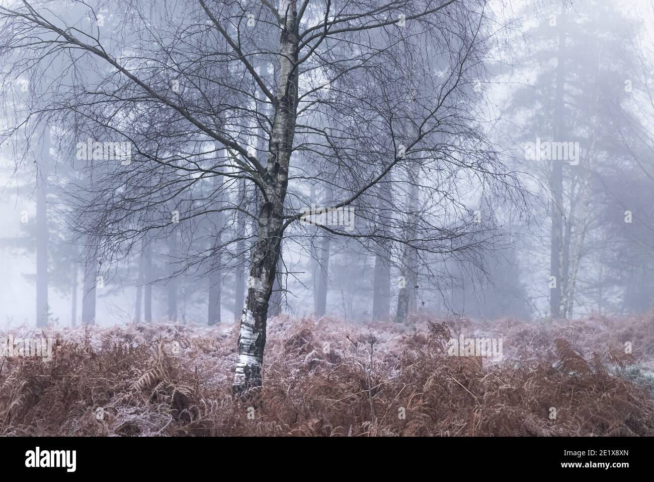 Winter in new forest uk hi-res stock photography and images - Alamy