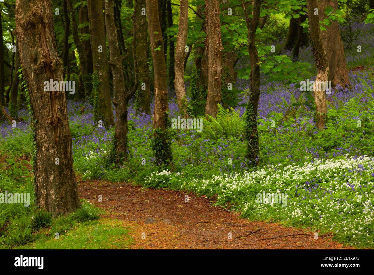 Coastal woodland and wild flowers in Spring in Courtmacsherry on the Wild Atlantic Way in West