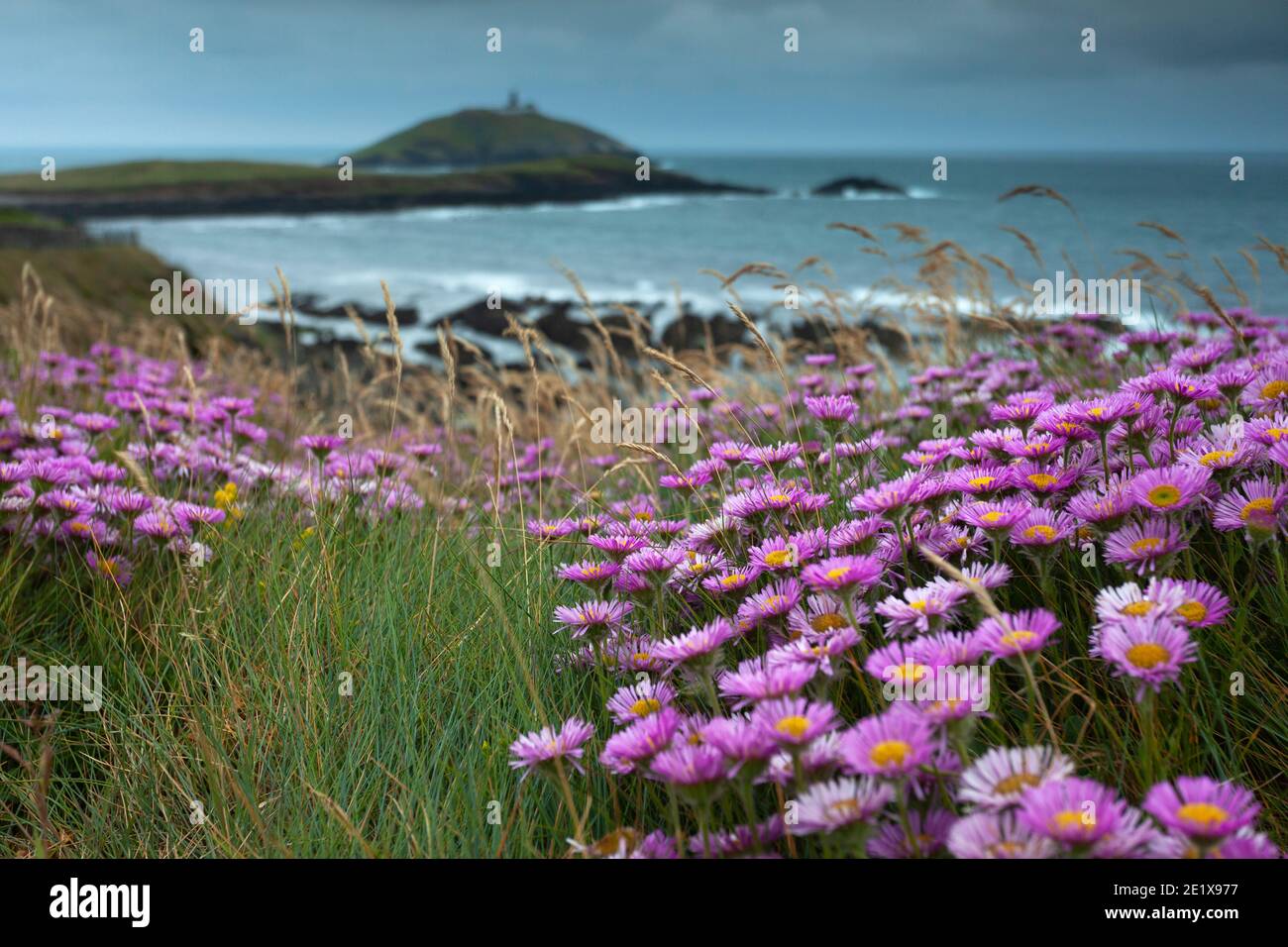 Pink wildflowers on the cliff top in Ballycotton in East Cork in