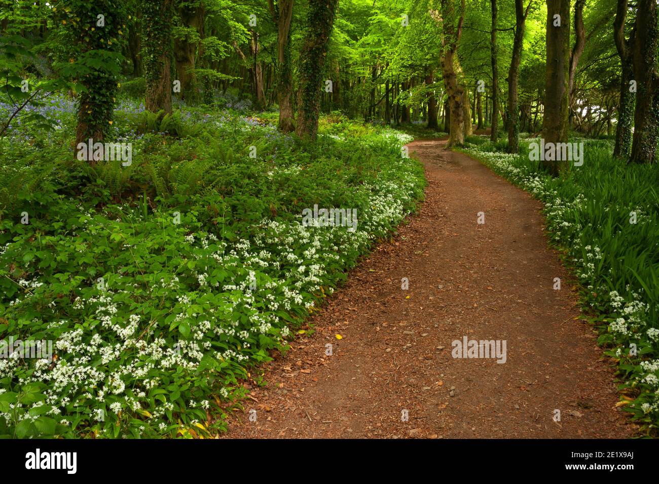 Coastal woodland and wild flowers in Spring in Courtmacsherry on the Wild Atlantic Way in West