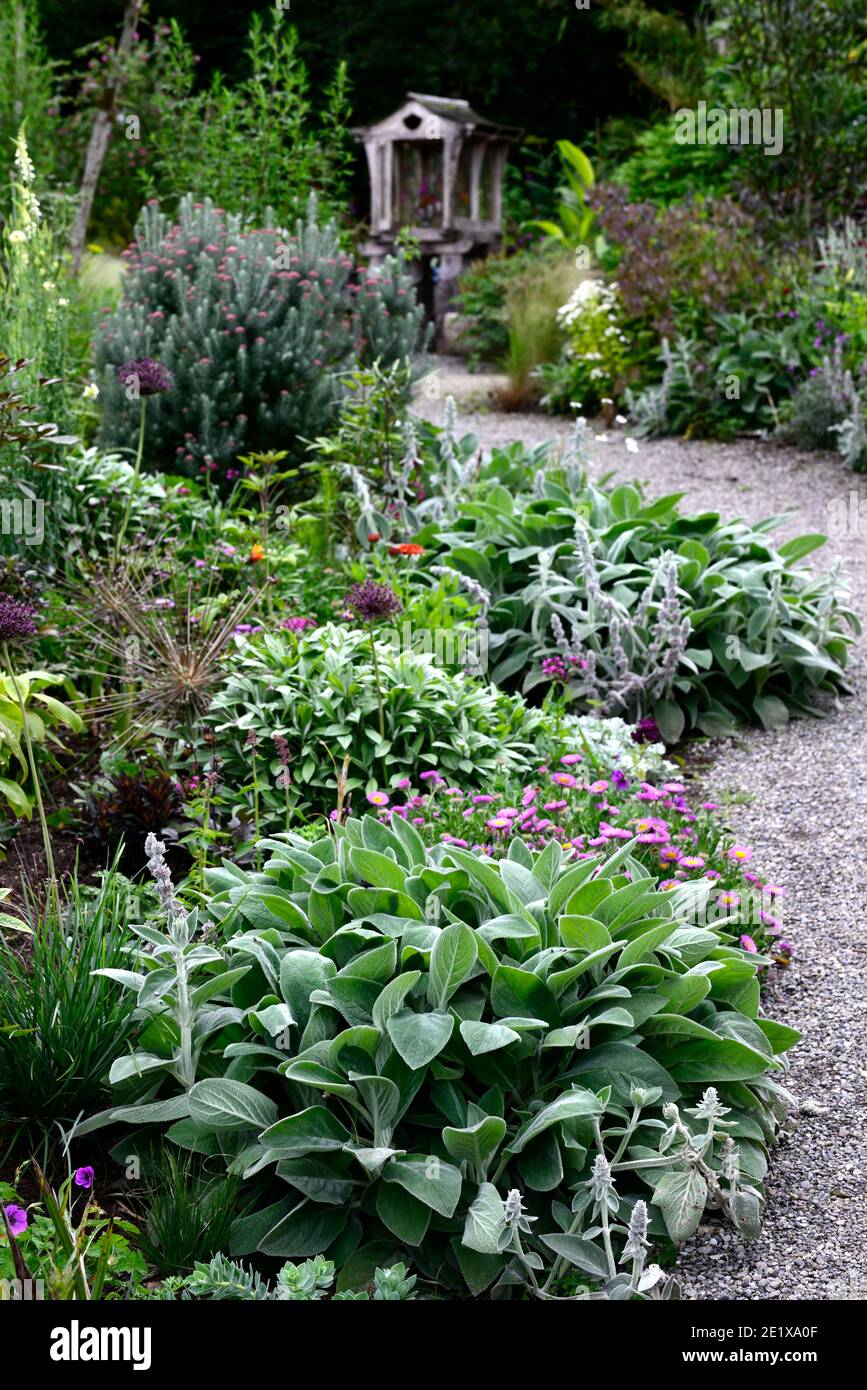 stachys byzantina,silver leaves,silver foliage,line,lined,lining path,edging,soften edges,garden path,paths,lead,leading,RM Floral Stock Photo