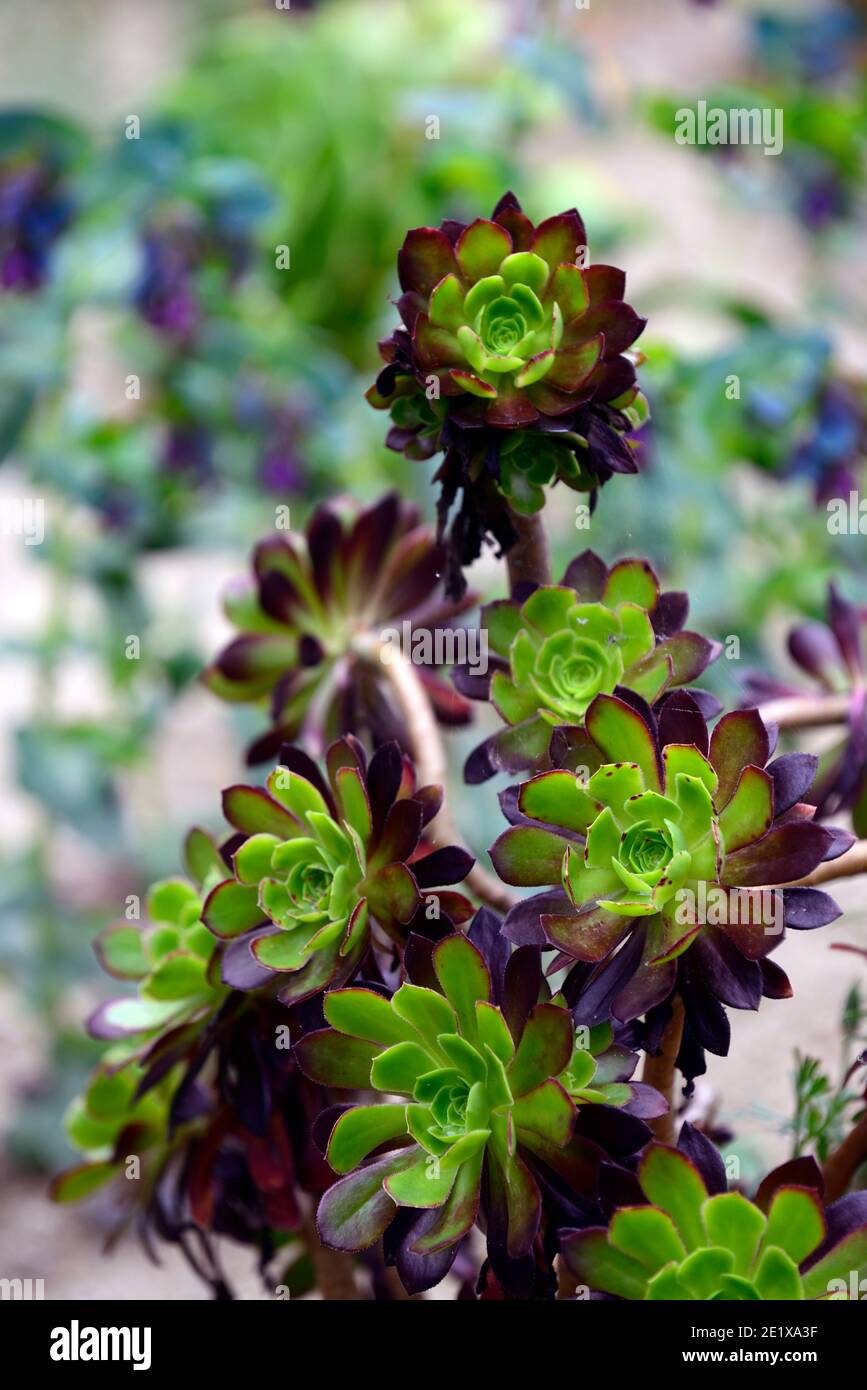 aeonium,evergreen,succulent,dark purple,very dark,rosette,rosettes,foliage,leaves,succulent,succulents,RM Floral Stock Photo