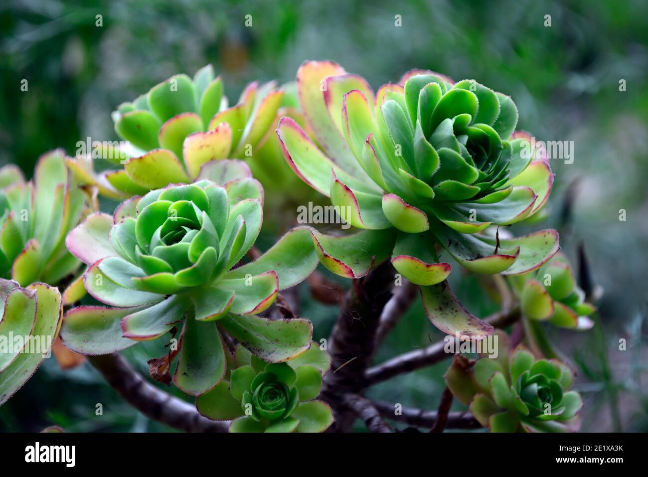 String of Pearls - Senecio  Harddy Succulent and Cactus Spotlight blog